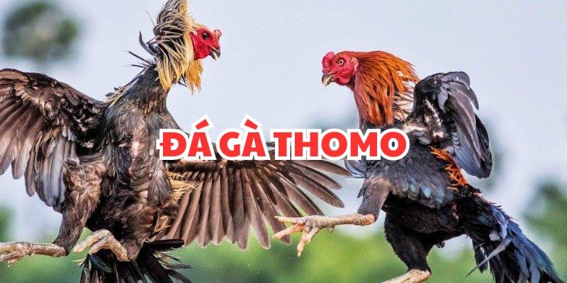 Vì sao đá gà thomo lại hấp dẫn