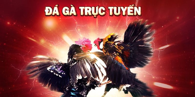 Vì sao đá gà trực tiếp được ưa chuộng