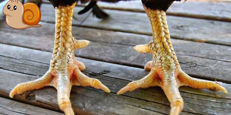 Tại sao vảy gà chọi lại quan trọng
